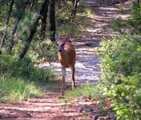 The doe seems to be saying "the trail goes this way"